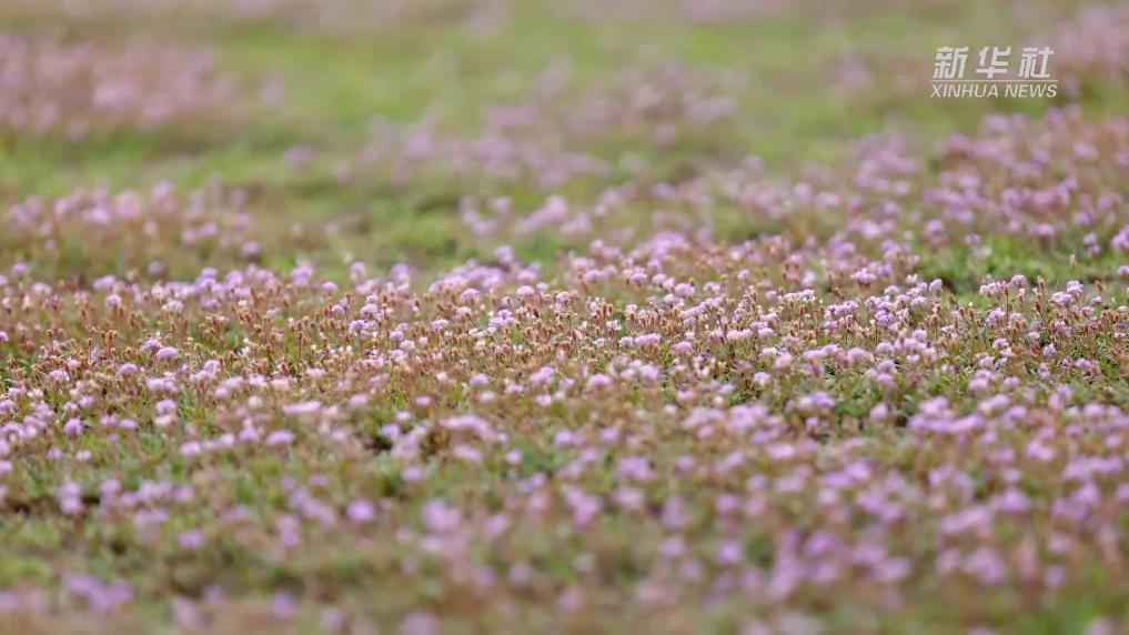 江西鄱阳湖：又现蓼子花海美景