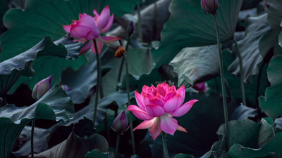 江西广昌：延时摄影 记录莲花绽放的绝美瞬间